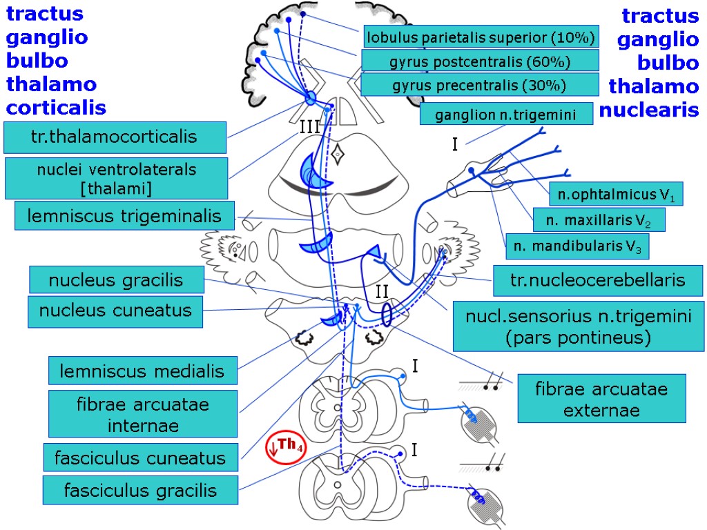 tractus ganglio bulbo thalamo corticalis tractus ganglio bulbo thalamo nuclearis I II III I